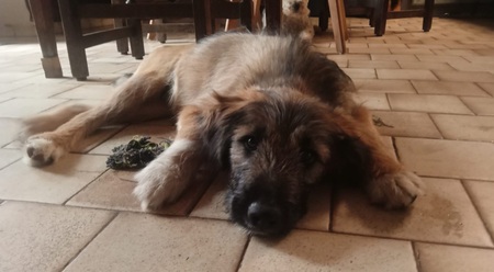 Adopter Craquotte
