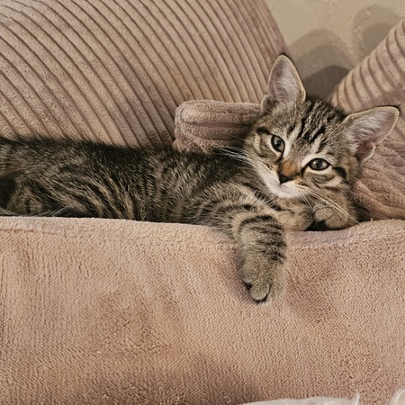 Adopter Sakura