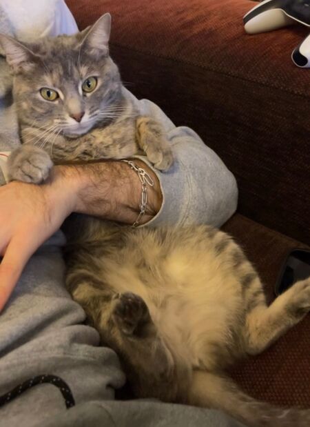 Adopter Tulipe
