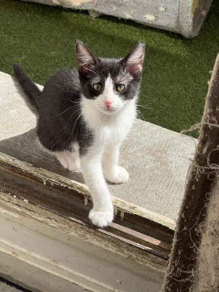 Adopter Bali