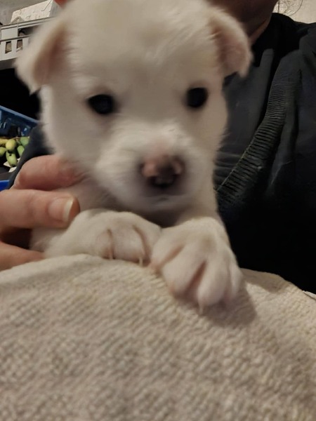 Adopter Angel