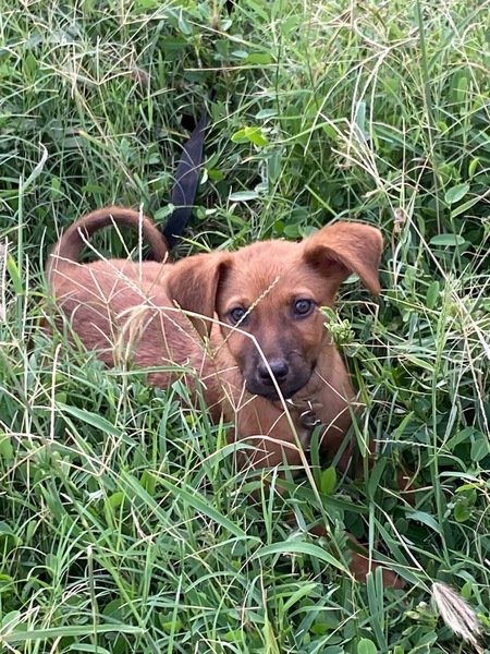 Adopter Bryska