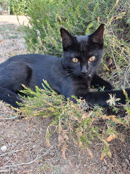 Adopter SPOT