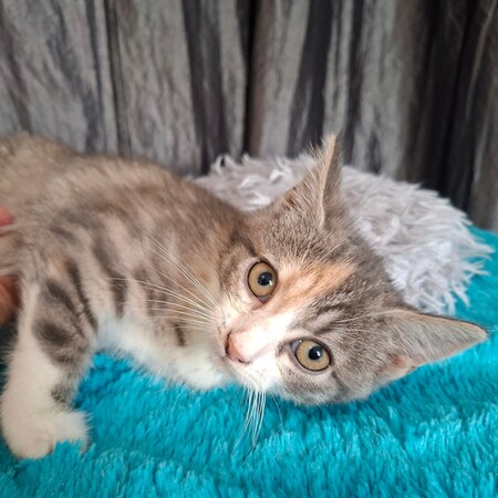 Adopter Beauty