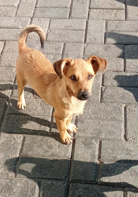 Adopter Budi