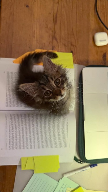 Adopter François