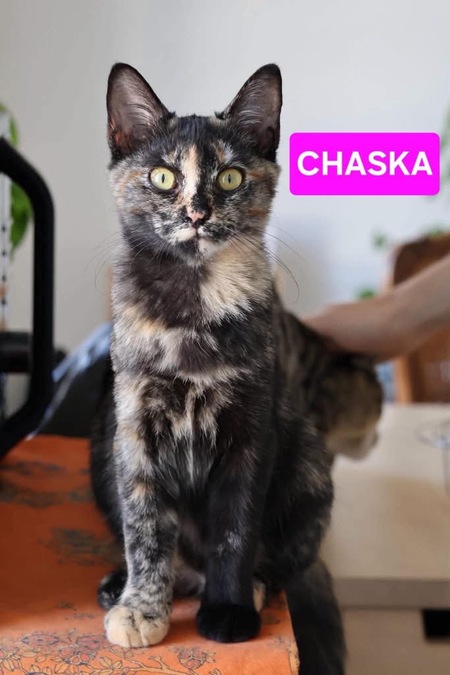 Adopter Chaska et Uqi 