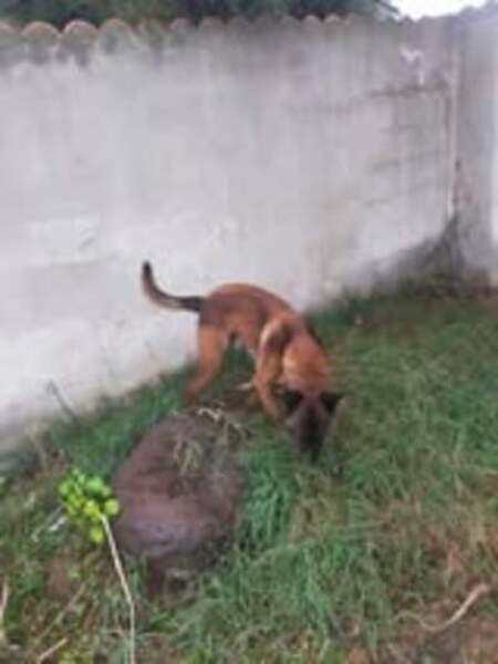 Adopter Saphir