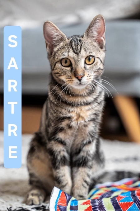 Adopter SARTRE