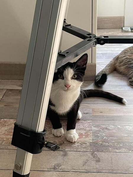Adopter Flash & Filou