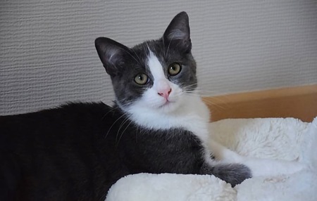 Adopter FRODON