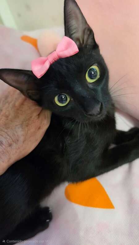 Adopter Julieta