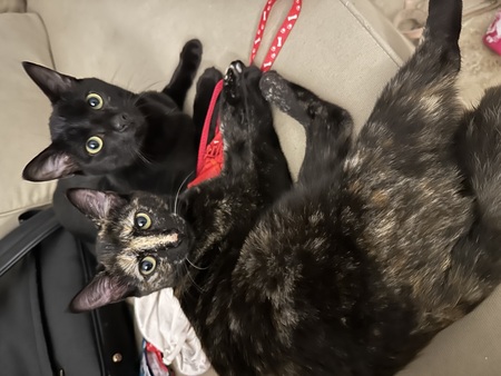 Adopter Jasmin et Marguerite
