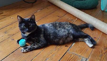 Adopter Sahara