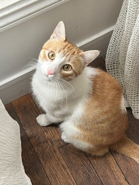 Adopter Miki