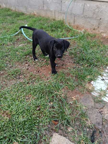 Adopter Bobby