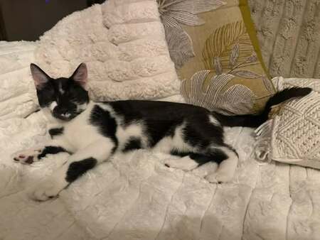 Adopter Brume