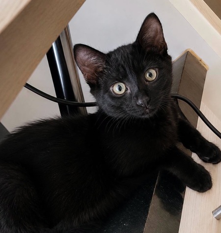Adopter REGLISSE