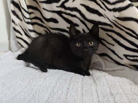 Adopter Bricole 