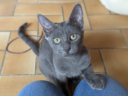 Adopter BALINA