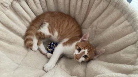 Adopter Boutchou