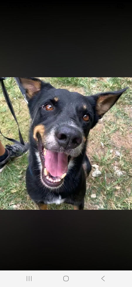 Adopter Jaki
