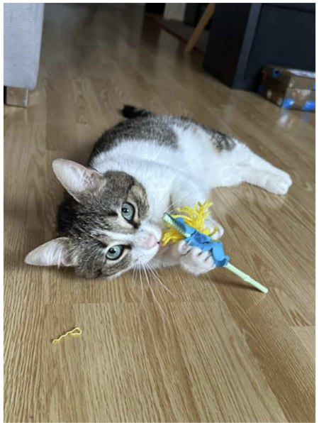 Adopter Arold