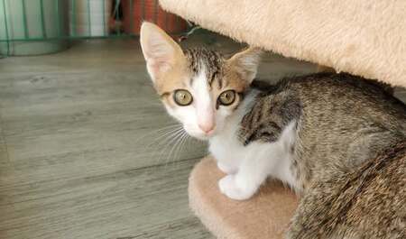 Adopter Bilbo