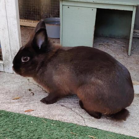 Adopter Fleur