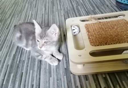 Adopter BLINI