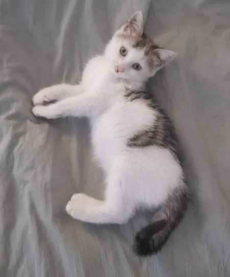 Adopter Louni 