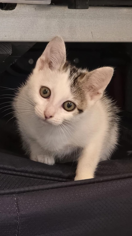 Adopter Brume