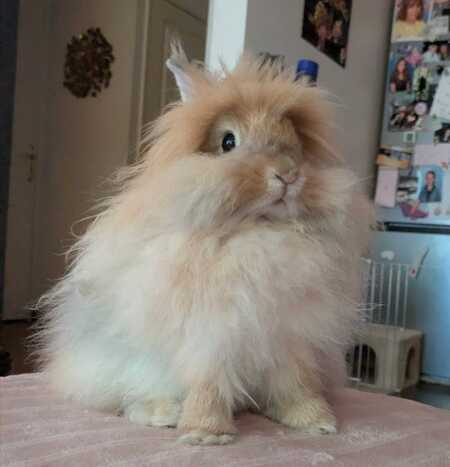 Adopter Freddie