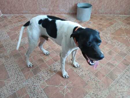 Adopter Diper