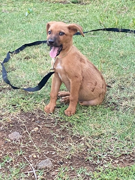 Adopter Bryska