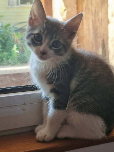 Adopter Balos