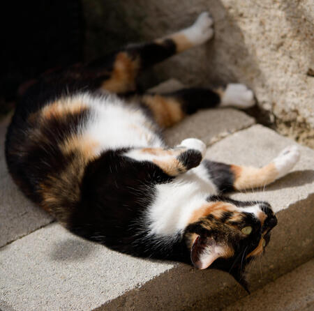 Adopter Arizona