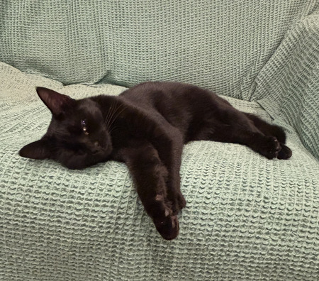 Adopter Tiffany