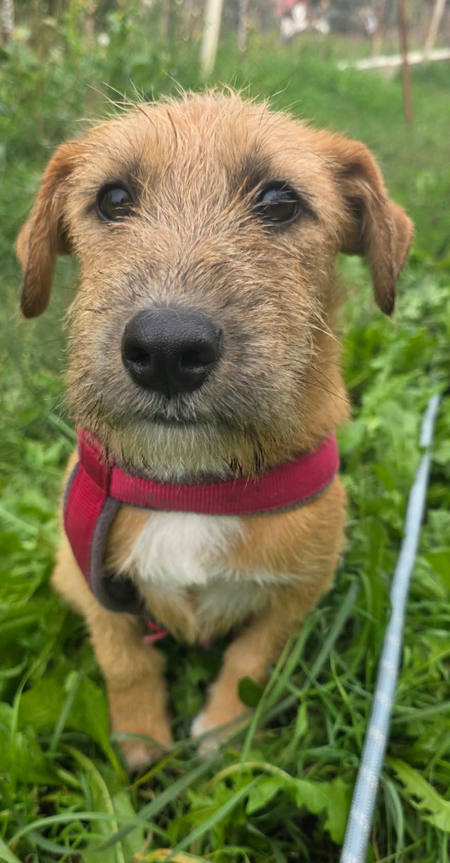 Adopter Kuno