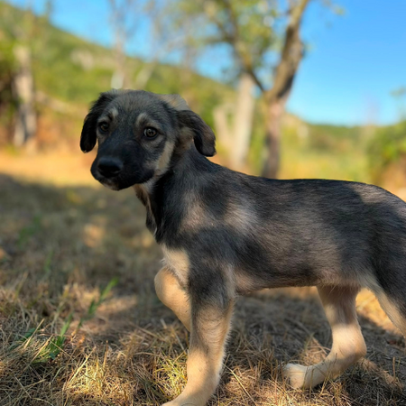 Adopter FREYA