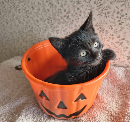 Adopter Elie