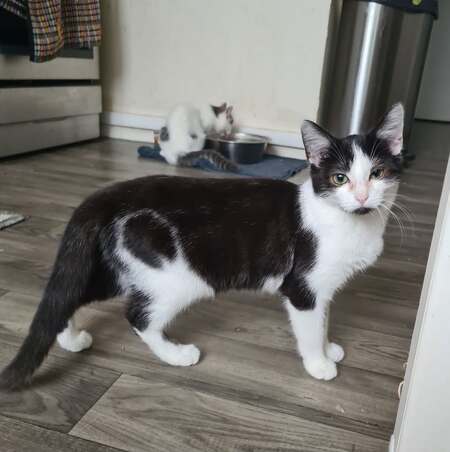 Adopter Brooke
