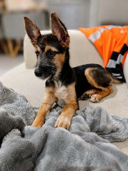 Adopter SUNNY