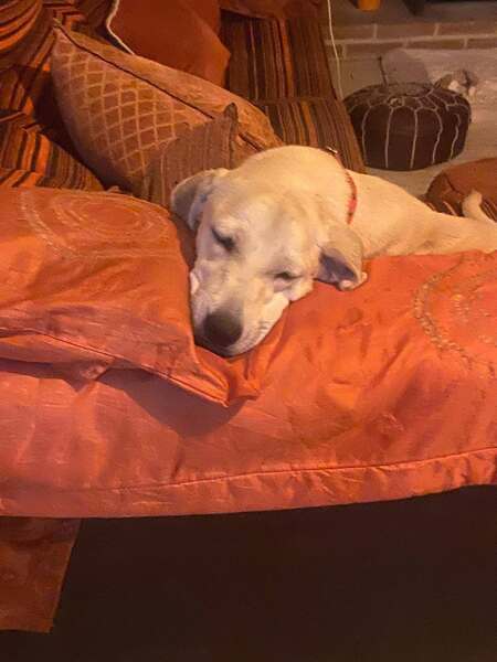 Adopter Elsie