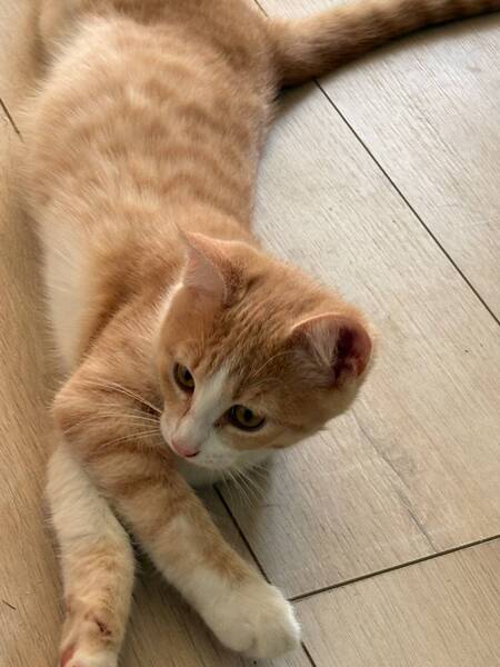Adopter Bowie