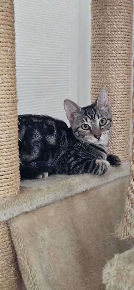 Adopter Kimi