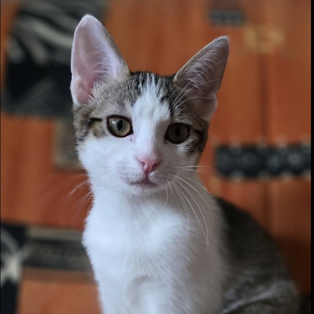 Adopter LILITH
