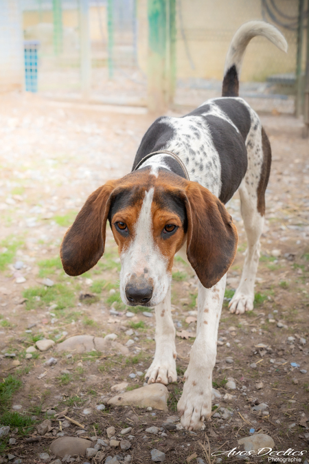 Adopter Rio