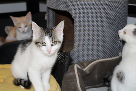 Adopter Bugsy