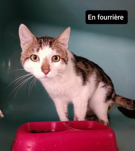Adopter Picsou